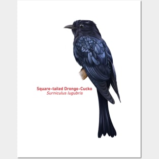 Square-tailed Drongo-Cucko | Surniculus lugubris Posters and Art